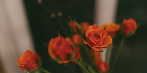 https://uitvaartmussche.be/wp-content/uploads/2020/12/Roos-500x250.jpg